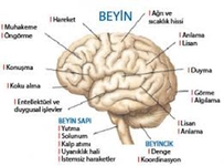 Beyincik Kanaması Belirtileri ve Tedavisi